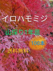 イロハモミジ1年苗 100本(抜き苗) [もみじ 紅葉 盆栽]