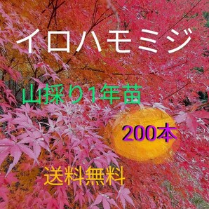 イロハモミジ1年苗 200本(抜き苗) [もみじ 紅葉 盆栽]