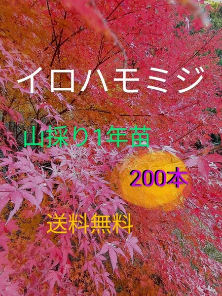 イロハモミジ1年苗 200本(抜き苗) [もみじ 紅葉 盆栽]