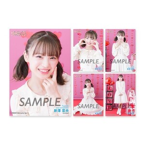 NMB48 2024.February Vol.2 個別生写真5枚セット 新澤菜央(新品未開封)