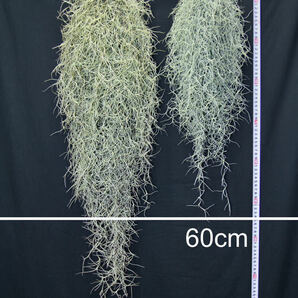 超特大サイズのスパニッシュモス （90cm over） チランジア エアプランツ ウスネオイデス スワッグの画像5