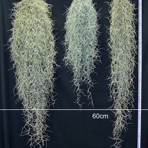 超特大サイズのスパニッシュモス （90cm over） チランジア エアプランツ ウスネオイデス スワッグの画像4