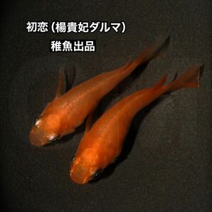 【GMめだか】初恋 （楊貴妃ダルマ 朱赤ダルマメダカ）稚魚10匹 ※あんしん保証 メダカ だるま ダルマの画像1