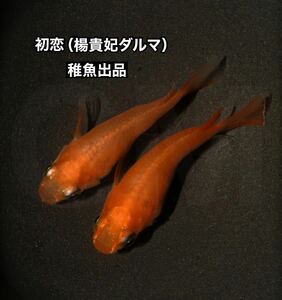 【GMめだか】初恋 （楊貴妃ダルマ 朱赤ダルマメダカ）稚魚10匹 ※あんしん保証 メダカ だるま ダルマ