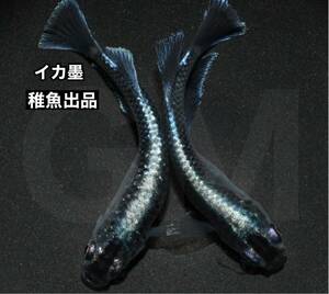 【GMめだか】イカ墨 （ ブラックダイヤ×エメキン ）稚魚10匹 ※ミッドナイトフリルと同じ掛け合わせ あんしん保証 メダカ 