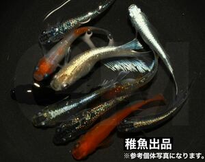 【GMめだか】MIX MIX稚魚 10匹→ ※あんしん保証 メダカ 