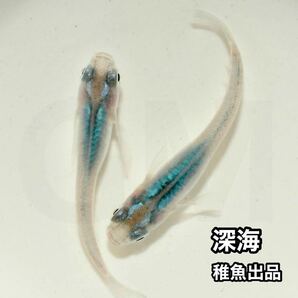 【GMめだか】深海 稚魚10匹 ※あんしん保証 マリンブルー メダカ 体内光の画像1