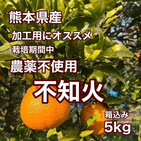 農薬不使用 熊本県産 不知火 箱込み5kg