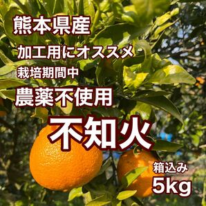 農薬不使用 熊本県産 不知火 箱込み5kg