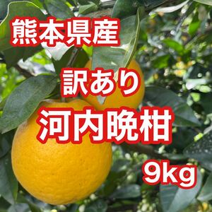 熊本県産 訳あり 河内晩柑 9kg