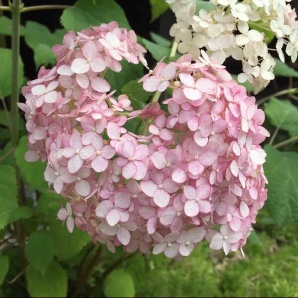 ピンクアナベル　アメリカアジサイ紫陽花　根付き抜き苗1本