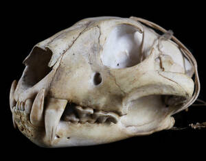 貴重 獣医学 頭蓋骨 頭骨 標本 生物学 獣医 動物学 骨格D624