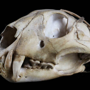 貴重 獣医学 頭蓋骨 頭骨 標本 生物学 獣医 動物学 骨格D624の画像1