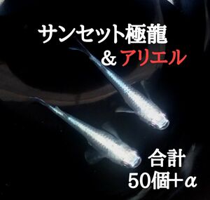 ☆めだか　卵　ミックス　サンセット極龍＆アリエル　有精卵　各25個＋α　合計50個＋α　メダカ　卵　ヒレ長☆