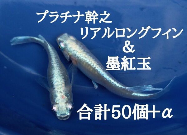 ☆めだか　卵　ミックス　プラチナ幹之リアルロングフィン＆墨紅玉　有精卵　各25個＋α　合計50個＋α　メダカ　卵☆