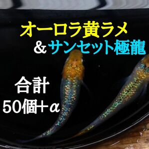 ☆めだか　卵　ミックス　オーロラ黄ラメ＆サンセット極龍　有精卵　各25個＋α　合計50個＋α　メダカ　卵☆