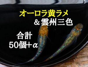 ☆めだか　卵　ミックス　オーロラ黄ラメ＆雲州三色　有精卵　各25個＋α　合計50個＋α　メダカ　卵☆