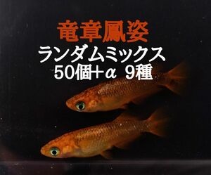 ☆メダカ　めだか　卵　ランダム　ミックス　有精卵　50個＋α（竜章鳳姿　墨武　アリエル　オーロラ黄ラメ　雲州三色　紅ほっぺ）9種☆