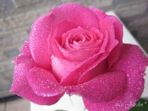 【つるエデンローズ（新苗）】強香！ピンクのつるバラ