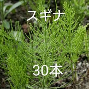 【自然栽培】スギナの苗30本①