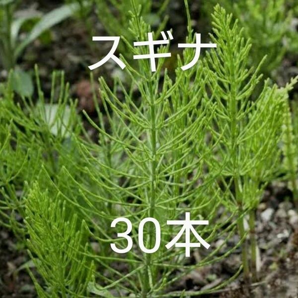 【自然栽培】スギナの苗30本①