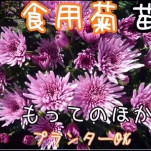 食用菊 もってのほか 抜き苗 2本 野菜 花 家庭菜園