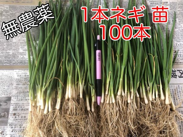 無農薬 1本ネギ 苗 100本 野菜 家庭菜園 節約 栽培