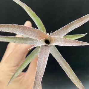 ★ビルベルギア/ヌタンス ミニ（自家受粉実生カキコ）★Billbergia nutans mgni peru【22.08】の画像2