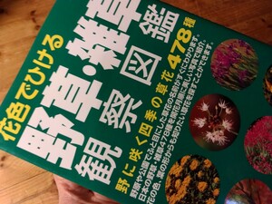 33山野草【花色でひける野草/雑草観察図鑑478種】335頁、月別/花色/葉の形等で検索、かなり探しやすい緻密な写真、送料230円＃朝来佐嚢＃