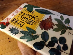 39推奨！【原寸大/葉っぱで覚える樹木①】334頁、約300種を実物大で検索容易確実図鑑、送料230円＃アウトドア/キャンプ/植物、＃朝来佐嚢＃