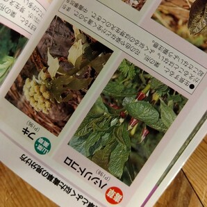 49山菜採り【日本の山野草456種】455頁、雑草/山菜/薬草/毒草まで、持運び用の小型のポケットサイズ、定価1200円、送料230円、＃朝来佐嚢＃の画像3