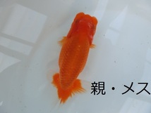 【英游】らんちゅう　稚魚　4回目選別漏れ　27－4(親画像有り)※同梱不可※_画像6