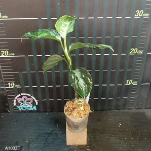 アグラオネマ ピクタム トリカラー Aglaonema pictum tricolor、の画像1