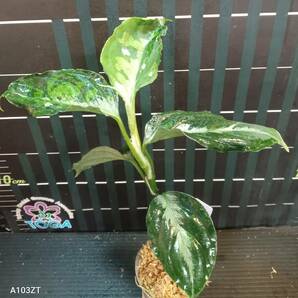 アグラオネマ ピクタム トリカラー Aglaonema pictum tricolor、の画像2