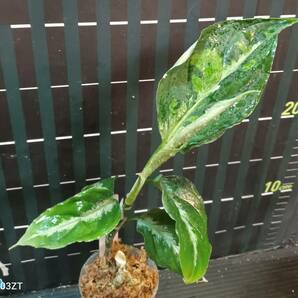 アグラオネマ ピクタム トリカラー Aglaonema pictum tricolorの画像2