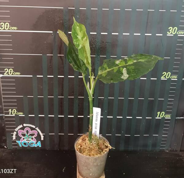 アグラオネマ　ピクタム　トリカラー　Aglaonema pictum tricolor...