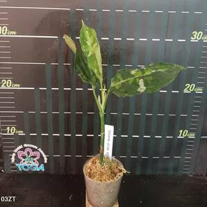 アグラオネマ ピクタム トリカラー Aglaonema pictum tricolor...の画像1