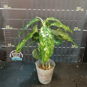 アグラオネマ ピクタム トリカラー Aglaonema pictum tricolor、の画像3