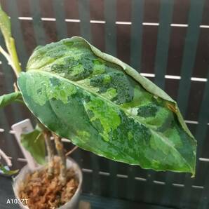 アグラオネマ ピクタム トリカラー Aglaonema pictum tricolorの画像2