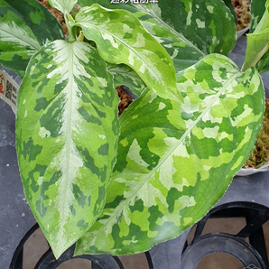 アグラオネマ ピクタム トリカラー Aglaonema pictum tricolorの画像4