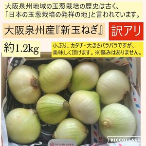 【訳あり】【新鮮】春野菜A　 新玉ねぎ　約1.2kg 大阪泉州