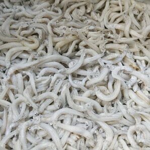 [海の棚 即買] 新物! 静岡県産 釜揚げしらす 大量 2 kg 入りの画像1