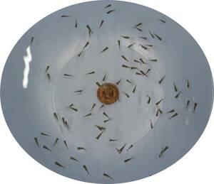 [KHF] goldfish golgfish . fish = small ( Chuubu top bleeder production ) kind,.. for 50 tail set D24C