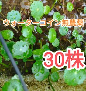 ウォーターコイン無農薬30株★小魚の隠れ家やインテリア☆おてがる配送ネコポス便