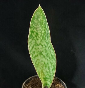 ** succulent plant * sansevieria .*ma Sony a-na**(3.5 number pot )