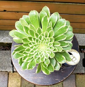 稀少種★★多肉植物☆アエオニウム属☆エメラルドアイス ★★(5号鉢）幅約18ｃｍ