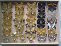 国産蝶標本　タテハチョウの仲間_画像10