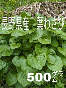 長野県産「葉わさび、畑わさび」500㌘　本わさび