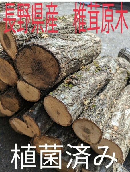 数量限定　長野県産原木椎茸ほだ木　駒菌打込み済み