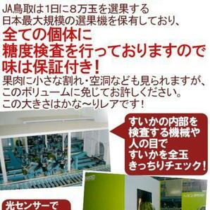 （予約）限定1玉！鳥取【大栄すいか プレミアム】糖度13度以上！！！！の画像4